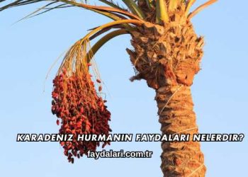 Karadeniz Hurmanın Faydaları Nelerdir?