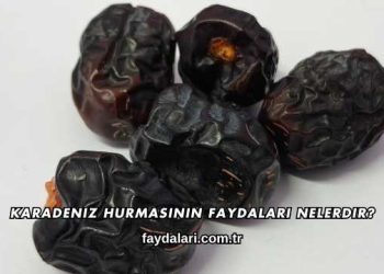 Karadeniz Hurmasının Faydaları Nelerdir?