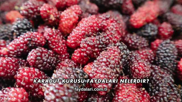 Karadut Kurusu Faydaları Nelerdir?