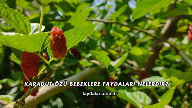 Karadut Özü Bebeklere Faydaları Nelerdir?