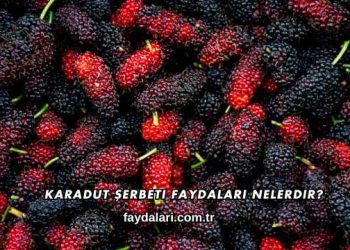 Karadut Şerbeti Faydaları Nelerdir?