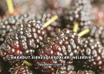 Karadut Sirkesi Faydaları Nelerdir?