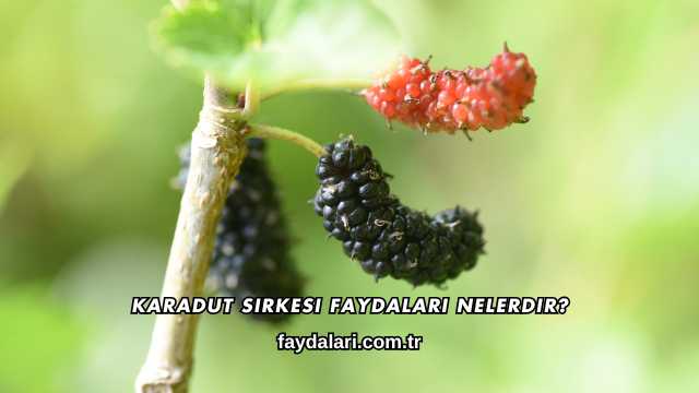 Karadut Sirkesi Faydaları Nelerdir?