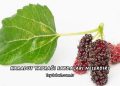 Karadut Yaprağı Faydaları Nelerdir?