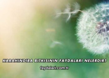Karahindiba Bitkisinin Faydaları Nelerdir?