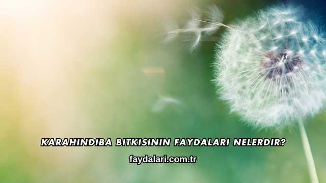 Karahindiba Bitkisinin Faydaları Nelerdir?