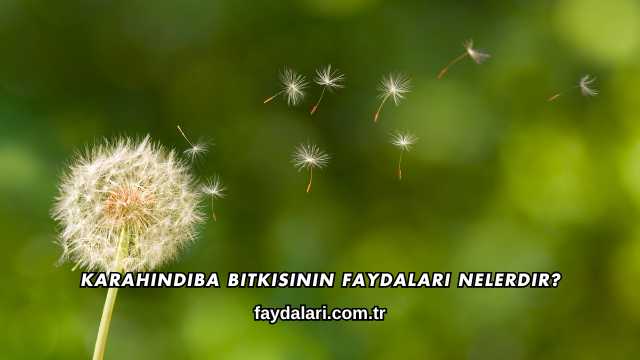 Karahindiba Bitkisinin Faydaları Nelerdir?