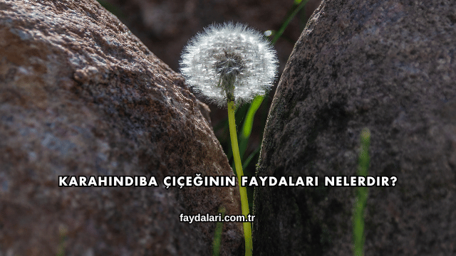 Karahindiba Çiçeğinin Faydaları Nelerdir?