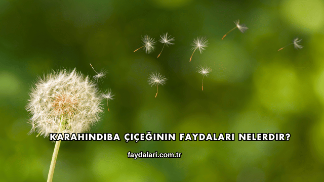 Karahindiba Çiçeğinin Faydaları Nelerdir?