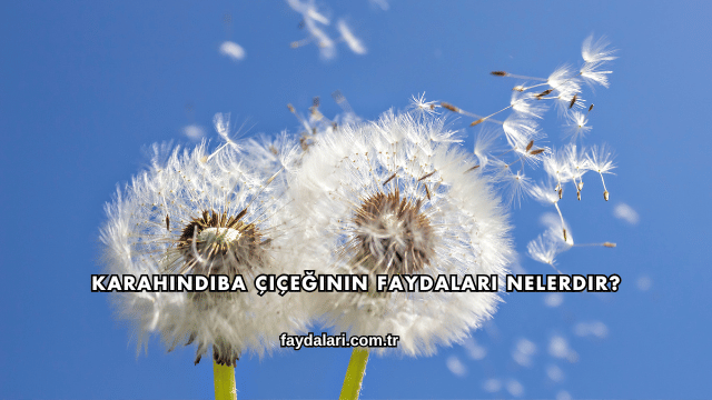 Karahindiba Çiçeğinin Faydaları Nelerdir?