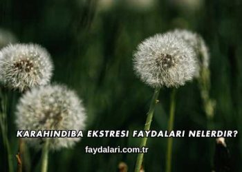 Karahindiba Ekstresi Faydaları Nelerdir?