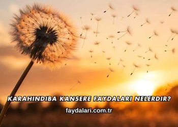 Karahindiba Kansere Faydaları Nelerdir?