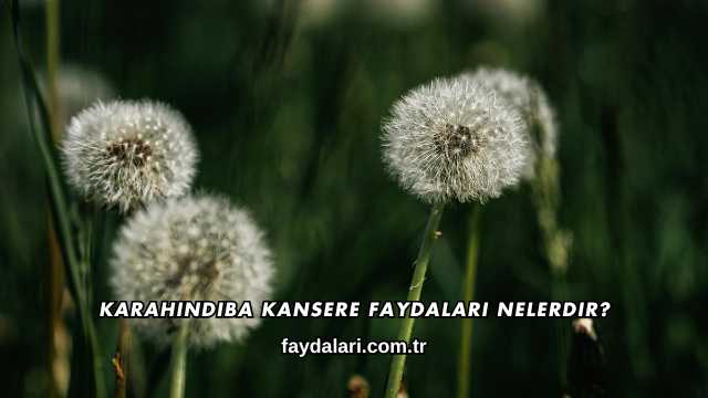 Karahindiba Kansere Faydaları Nelerdir?