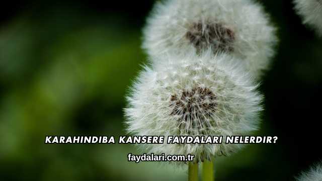 Karahindiba Kansere Faydaları Nelerdir?