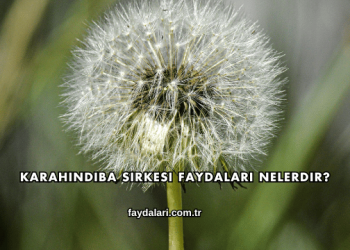 Karahindiba Sirkesi Faydaları Nelerdir?