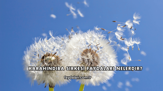 Karahindiba Sirkesi Faydaları Nelerdir?