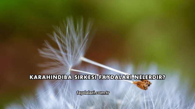 Karahindiba Sirkesi Faydaları Nelerdir?
