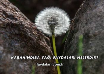 Karahindiba Yağı Faydaları Nelerdir?