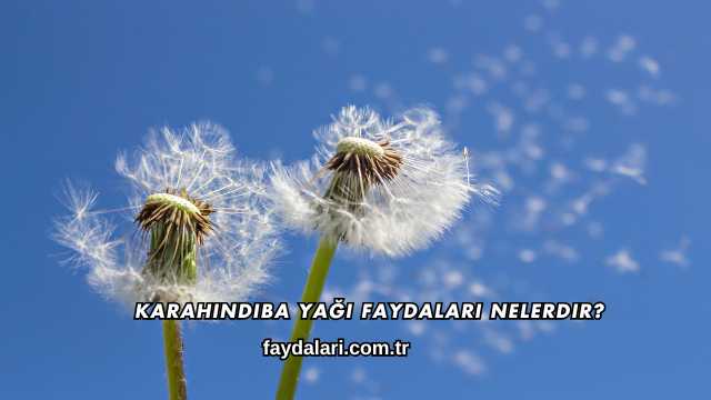 Karahindiba Yağı Faydaları Nelerdir?