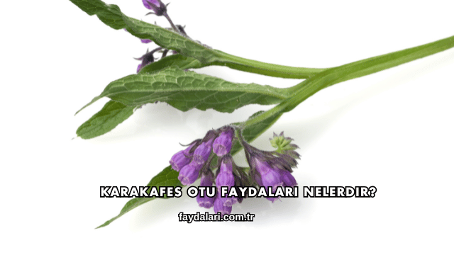 Karakafes Otu Faydaları Nelerdir?