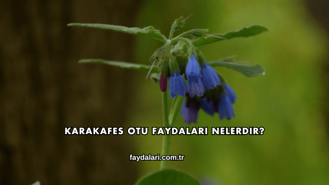 Karakafes Otu Faydaları Nelerdir?