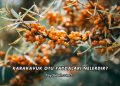 Karakavuk Otu Faydaları Nelerdir?