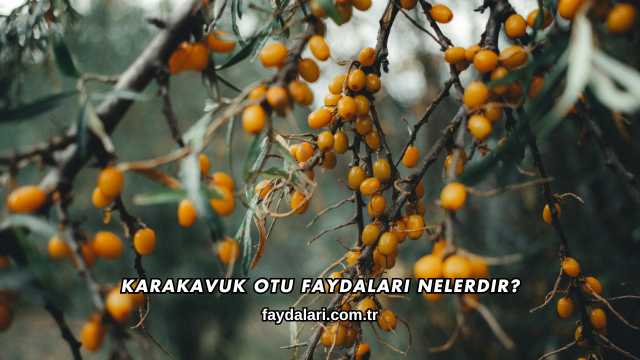 Karakavuk Otu Faydaları Nelerdir?
