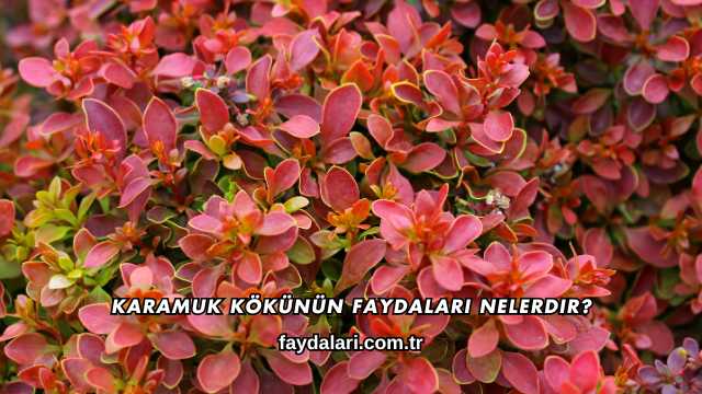 Karamuk Kökünün Faydaları Nelerdir?