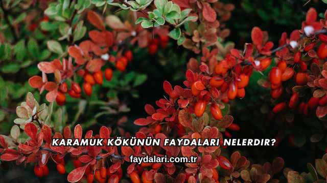 Karamuk Kökünün Faydaları Nelerdir?