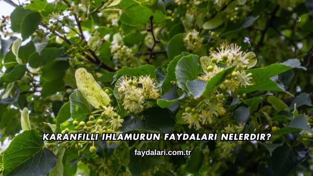 Karanfilli Ihlamurun Faydaları Nelerdir?