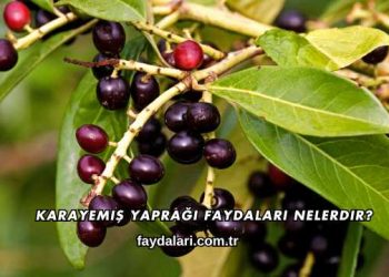 Karayemiş Yaprağı Faydaları Nelerdir?