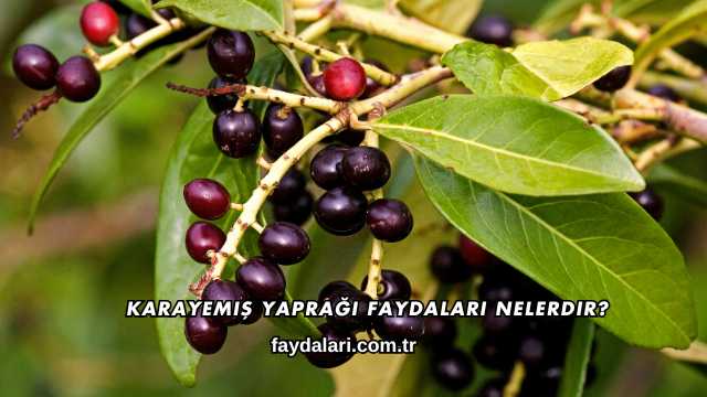 Karayemiş Yaprağı Faydaları Nelerdir?