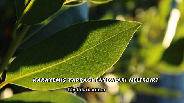 Karayemiş Yaprağı Faydaları Nelerdir?