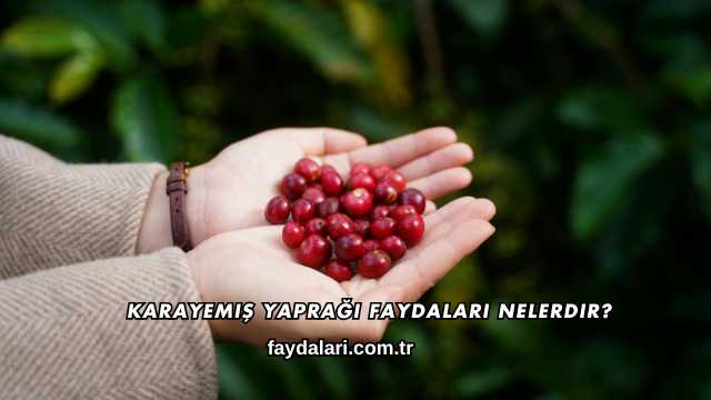 Karayemiş Yaprağı Faydaları Nelerdir?