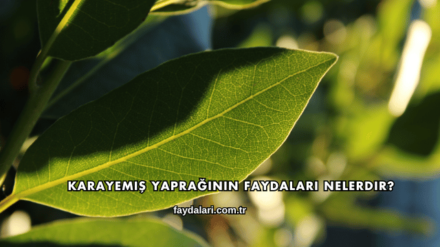 Karayemiş Yaprağının Faydaları Nelerdir?
