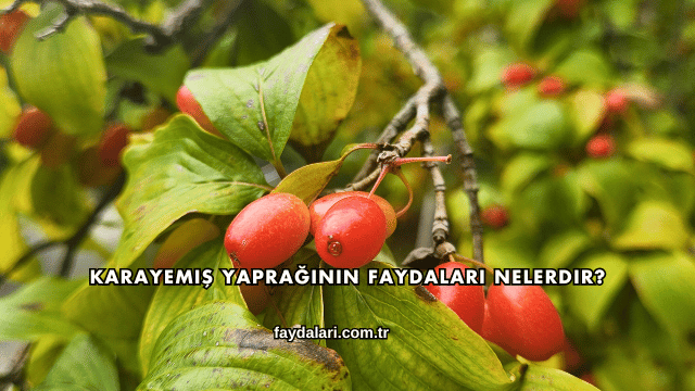 Karayemiş Yaprağının Faydaları Nelerdir?