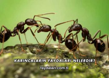 Karıncaların Faydaları Nelerdir?