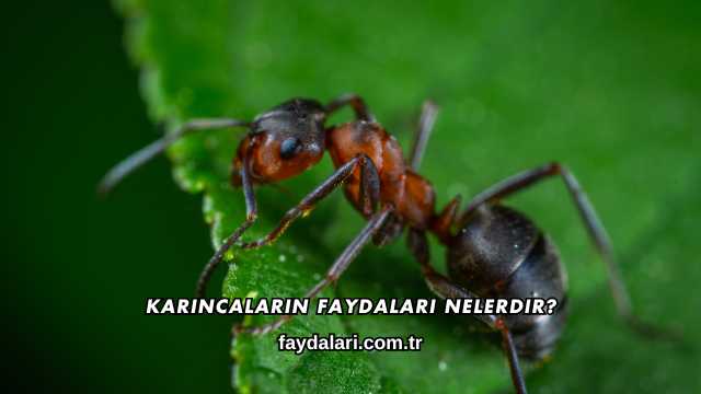 Karıncaların Faydaları Nelerdir?
