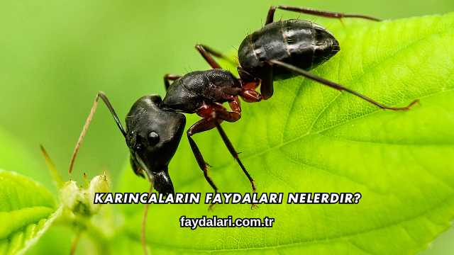 Karıncaların Faydaları Nelerdir?