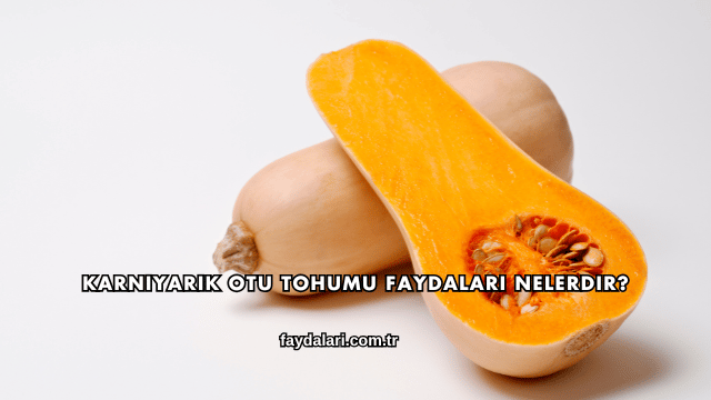 Karnıyarık Otu Tohumu Faydaları Nelerdir?