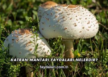 Katran Mantarı Faydaları Nelerdir?