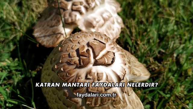 Katran Mantarı Faydaları Nelerdir?