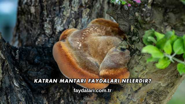 Katran Mantarı Faydaları Nelerdir?