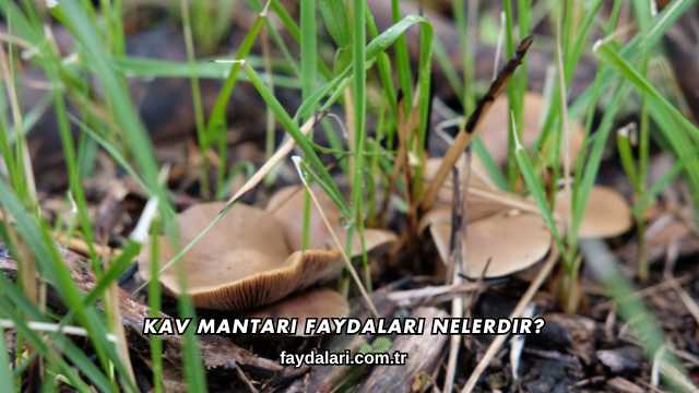 Kav Mantarı Faydaları Nelerdir?