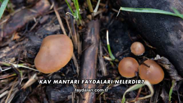 Kav Mantarı Faydaları Nelerdir?