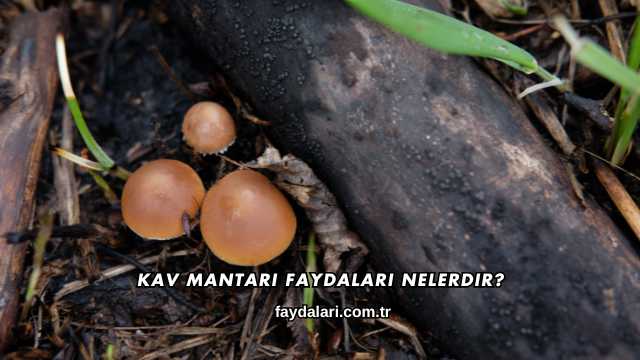 Kav Mantarı Faydaları Nelerdir?