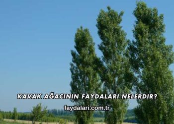 Kavak Ağacının Faydaları Nelerdir?