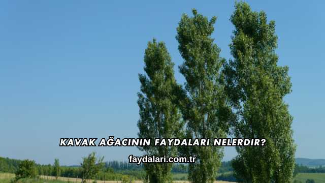 Kavak Ağacının Faydaları Nelerdir?