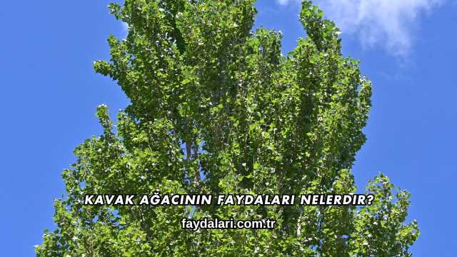 Kavak Ağacının Faydaları Nelerdir?