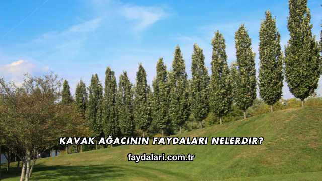 Kavak Ağacının Faydaları Nelerdir?